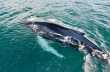 Humpback - bultrug dus, bij Hrsey eiland 