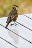 Turdus iliacus - Redwing 