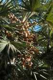 Diverse palm-soorten 