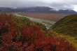 Denali landschap  