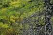 Boom aangetast door de Spruce Beetle 