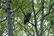Great-horned owl 