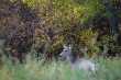 Sitka blacktailed deer  