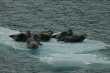 Familie harbor seals 