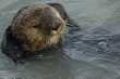 Zee-otter nog steeds in de haven! 