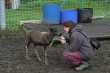 Anke met babyrendier op een rendierenboerderij 