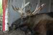 Bull Moose, iets minder aaibaar 