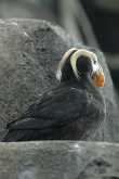 Tufted Puffin (papegaaiduiker) 