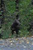 Moose op de parkeerplaats 