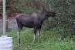 Moose in Anchorage 