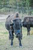 Bison die Anke aanviel - gelukkig was het hek stevig! 