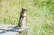 Golden manteld ground squirrel - grondeekhoorn dus 