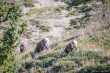 Mama met kind bighorn sheep 