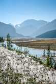 Bloemetjes langs de Icefield Parkway  