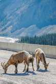 De bighorn likken onverstoorbaar de mineralen van de weg 