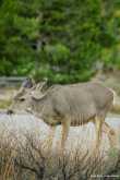 Mama Mule Deer 