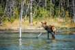 Baby-wapiti in 1 van de twin lakes 