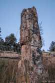 Petrified tree - versteende boom 