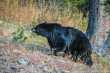 Nog een zwarte beer bij Mount Washburn 
