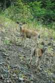 2 nieuwsgierge blacktail deer 