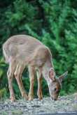 Baby Blacktail 