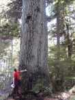 Big Cedar 