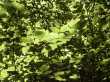 Compositie in groen (1) 
