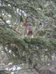 Red squirrel 