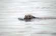 Grey seal 