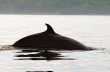 Finback whale (gewone vinvis) 