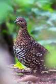 Willow Ptarmigan (Grouse) 