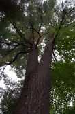 Er zijn nog maar weinig 'white Pine'. Een uitstervende boom. 