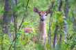 Jonge whitetail deer 