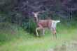 Hoezo Whitetail? 