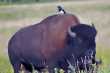 American Plains Bison 