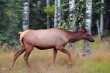 Een Elk (Wapiti-hert), n van de grootste herten. 