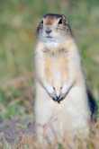 Richardson's ground squirrel. Een grondeekhoorn op de prairie. 