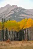 Aspen in Banff National Park. 