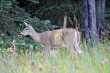 Ook hier hebben ze whitetail deer. 