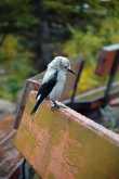 Clark's Nutcracker 