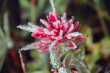 Bevroren 'indian paintbrush'. 