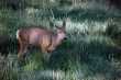 Muledeer 