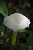 Sacred Datura 