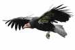 De magistrale Californische Condor 