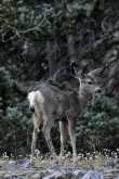 Schattige Blacktail Deer 