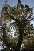 Bristlecone Pine 