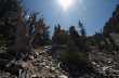 Bristlecone Pine Grove 