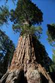 De sequioa General Grant - de 3e grootste boom ter wereld (in volume - 1320 kubieke meter) - Tevens meest brede boom (doorsnede 12 meter) 