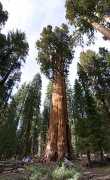 General Sherman, de grootste boom ter wereld (in volume) is 84 meter hoog 