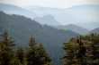 Redwood mountain overlook 